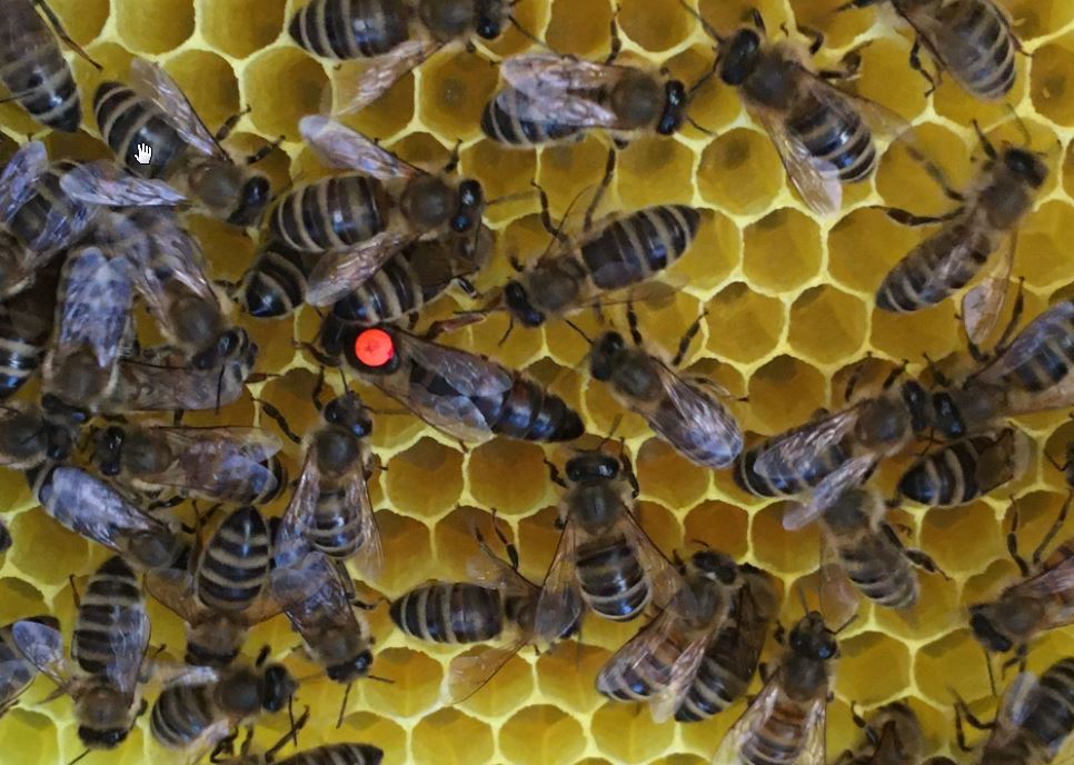 Honigbienen mit ihrer Königin
